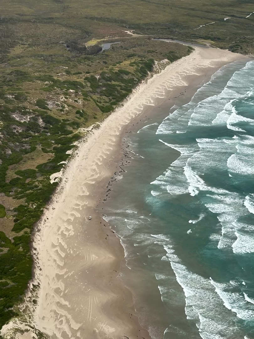 Stranded Whales to be Euthanised 6 Stranded Whales to be Euthanised 6