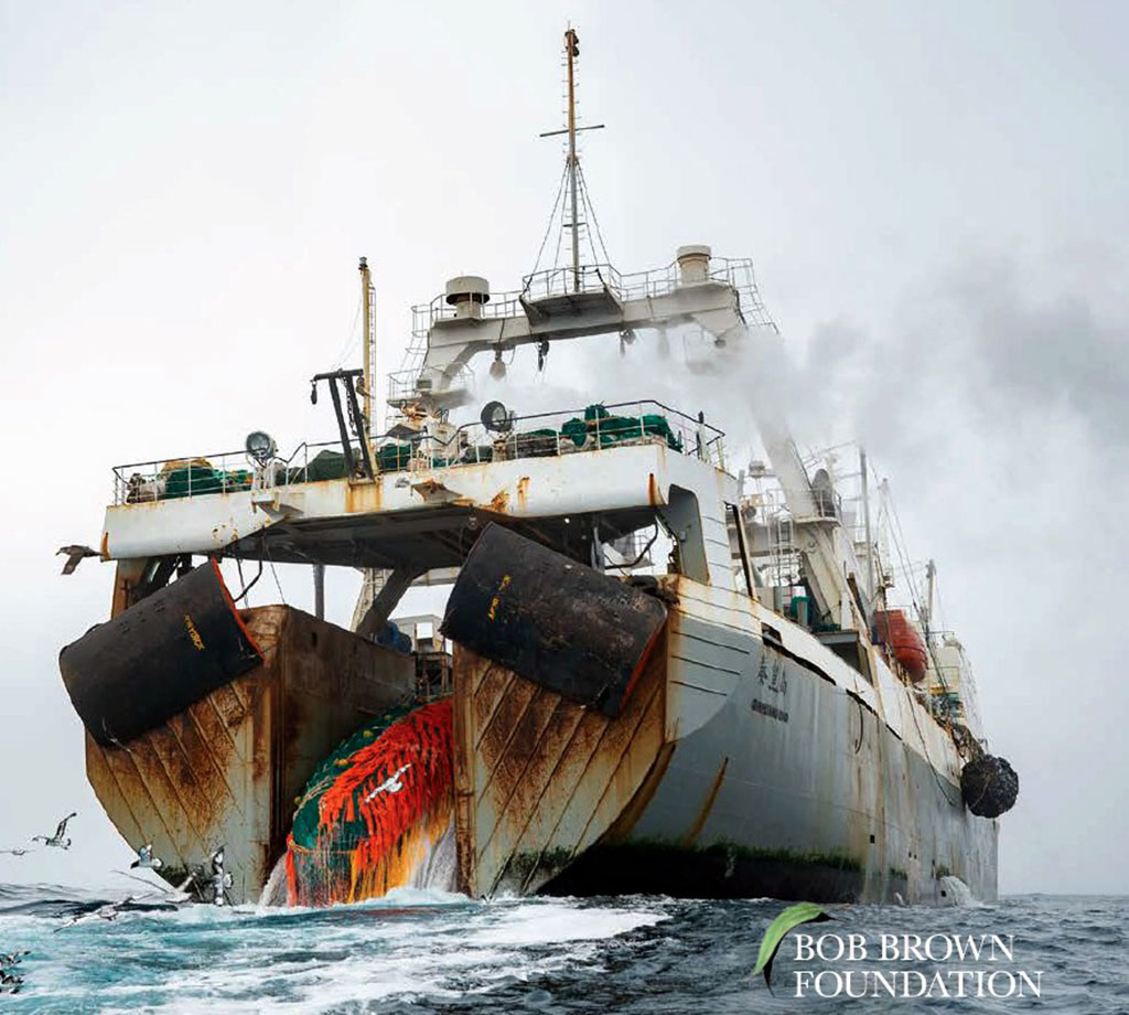 The Unnecessary Plunder of Antarctica's Keystone Species 3