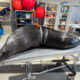 Salmon Industry's Cruel Toll on Wildlife Mounts 37