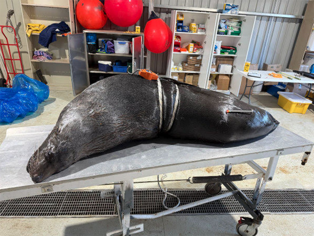 Salmon Industry's Cruel Toll on Wildlife Mounts 7