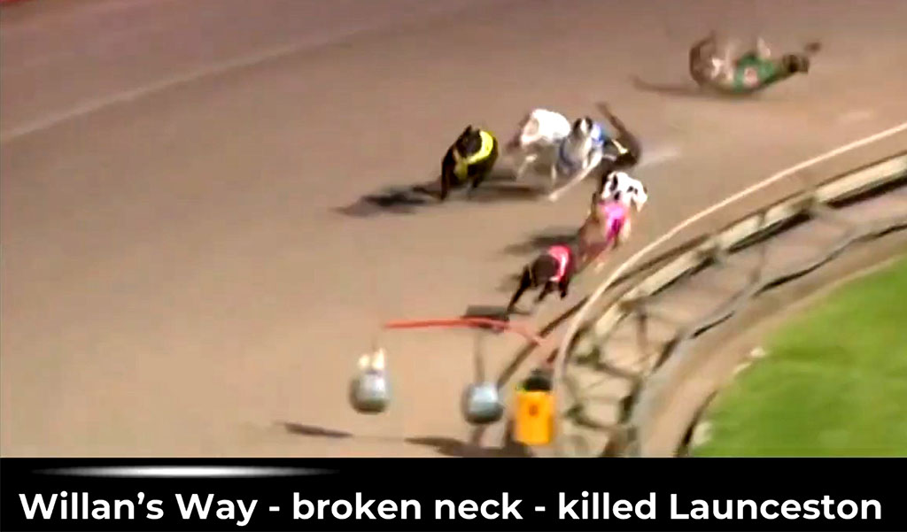 Video Exposes Tasmanian Greyhound Racing Brutality 3