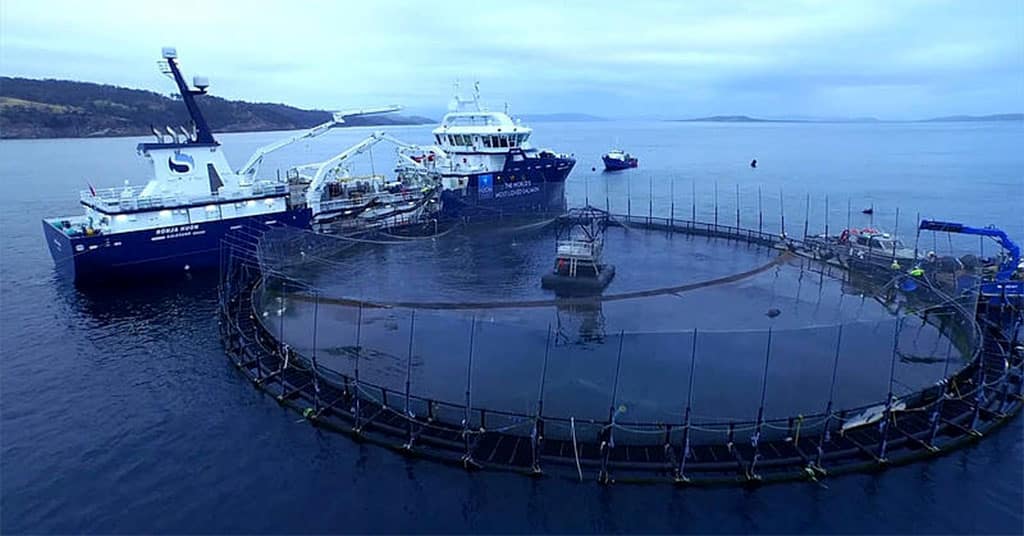 Rockliff Proposes an Independent Review, Pauses Salmon Expansion 21