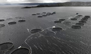 New Legislation to be Challenged After Minister's Decision on Macquarie Harbour 4