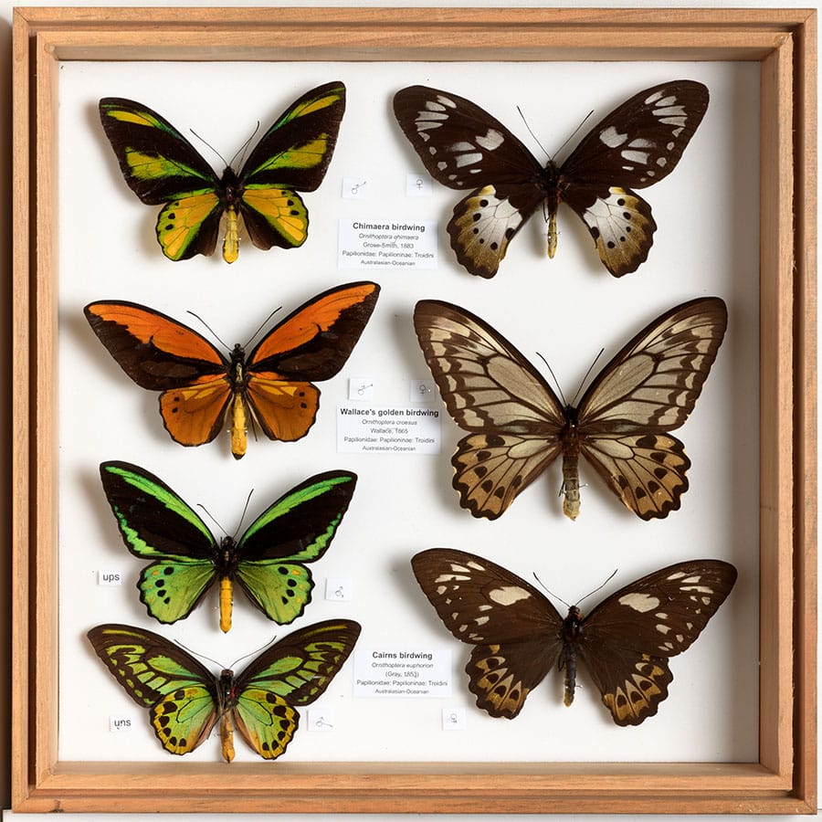 New TMAG Exhibit Celebrates Beautiful, Resilient Butterflies 2 New TMAG Exhibit Celebrates Beautiful, Resilient Butterflies 2