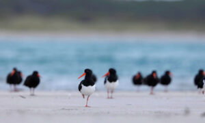 Renowned Photographer Charged Over Robbins Island Birdwatching 1