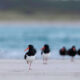 Renowned Photographer Charged Over Robbins Island Birdwatching 2