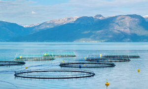 Tasmanian Salmon Antibiotics Could Create Health Crisis 1