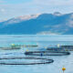 Tasmanian Salmon Antibiotics Could Create Health Crisis 2