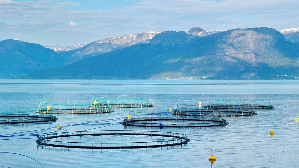Tasmanian Salmon Antibiotics Could Create Health Crisis 1