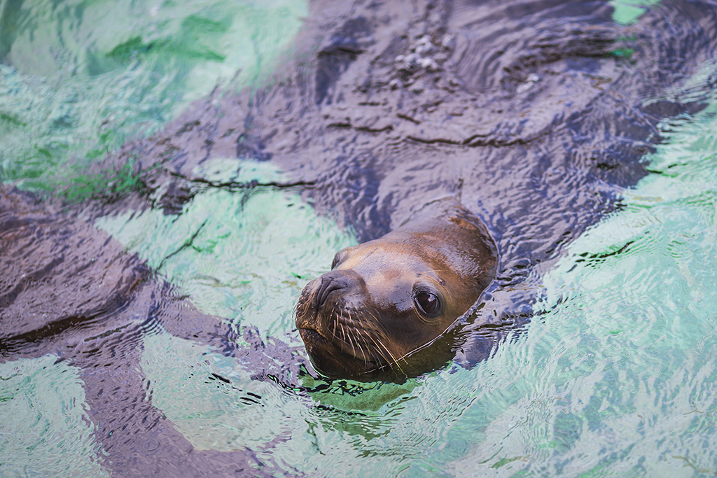 ASC's Seal Cracker Decision Sparks Controversy 5