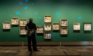 New TMAG Exhibit Celebrates Beautiful, Resilient Butterflies 23