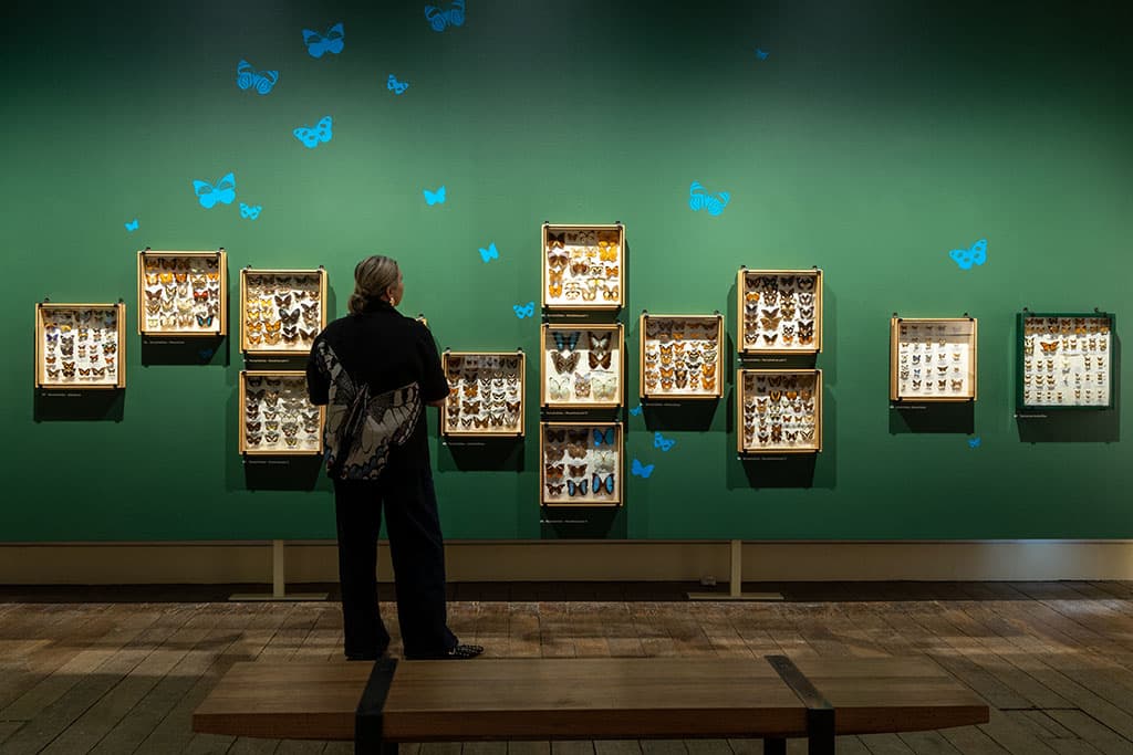New TMAG Exhibit Celebrates Beautiful, Resilient Butterflies 1