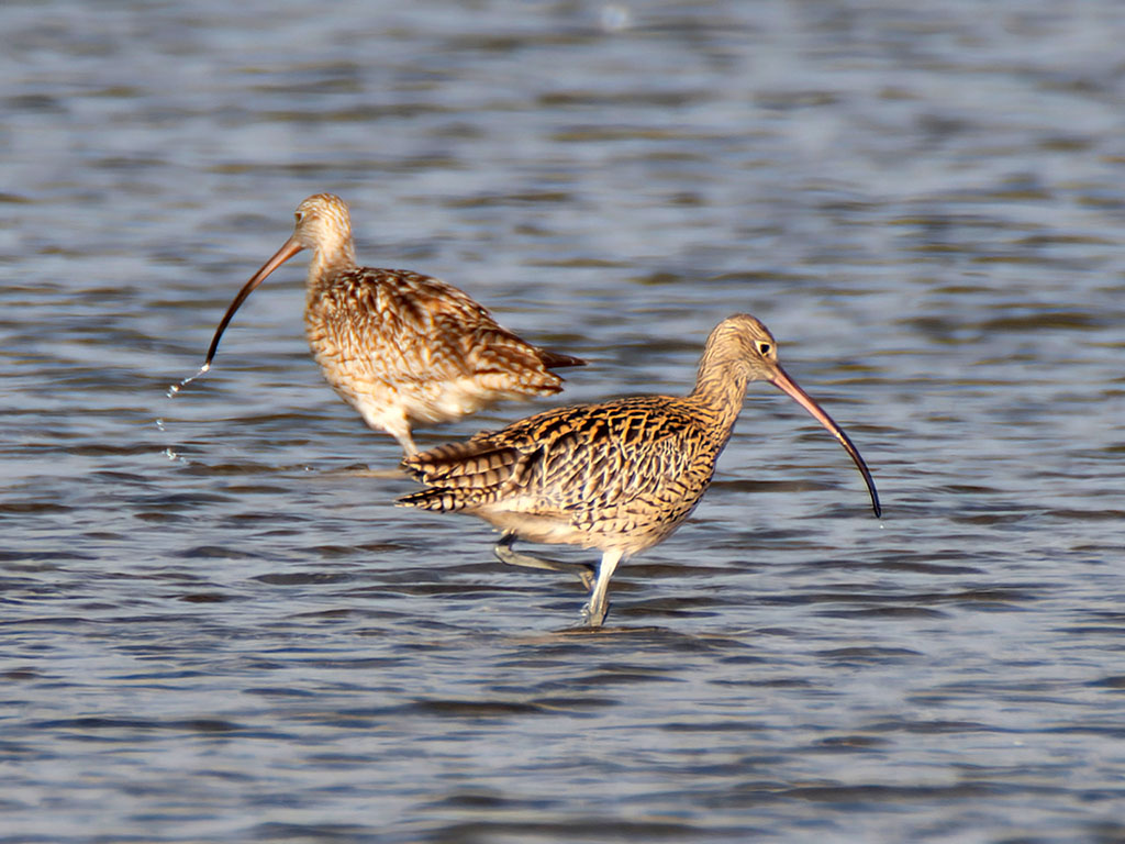 Citizen Scientists Help Listen for Endangered Curlew Calls 5