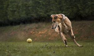 Greens Claim Greyhound Ban An Inevitable Win 5