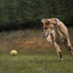 Greens Claim Greyhound Ban An Inevitable Win 6
