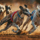 On the Greyhound Industry... 11