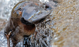 Huge Litter Trap to Protect Hobart's Platypus 23