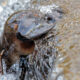 Huge Litter Trap to Protect Hobart's Platypus 24