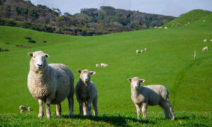 Tasmania's Rural Sector Confidence Strongest in the Nation 5