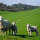 Tasmania's Rural Sector Confidence Strongest in the Nation 6