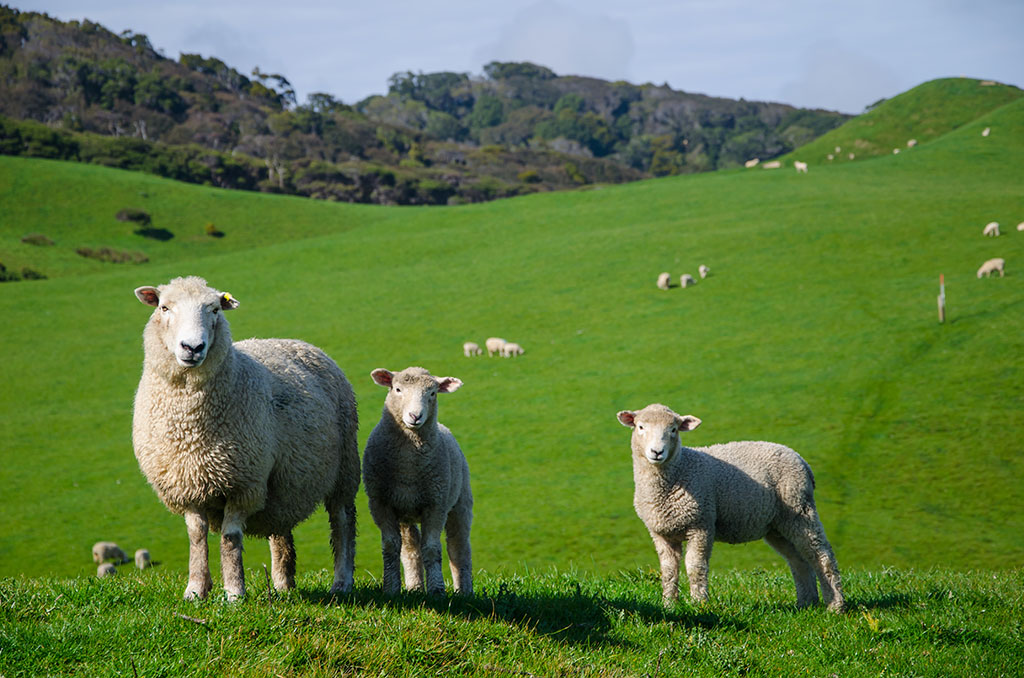 Tasmania's Rural Sector Confidence Strongest in the Nation 1