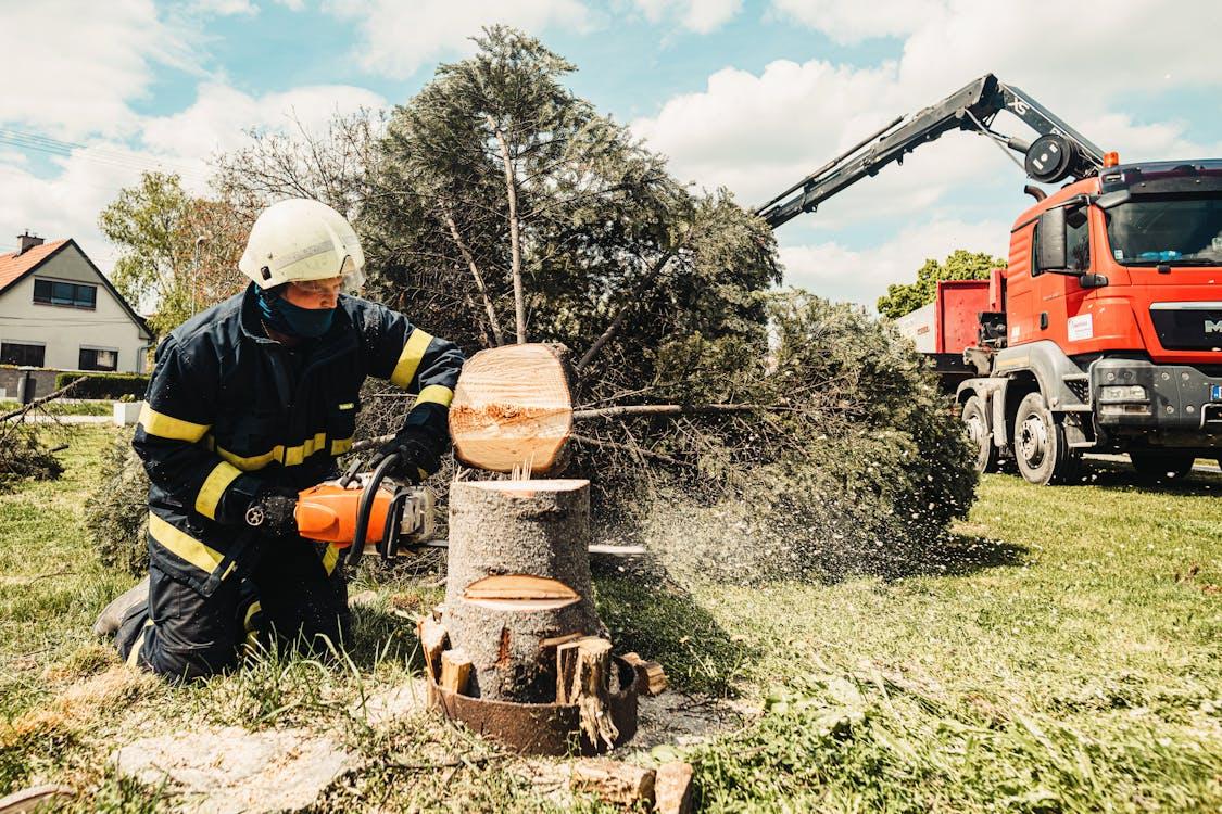 How to Know If Your Tree Needs Help—or Needs to Go 5 How to Know If Your Tree Needs Help—or Needs to Go 5