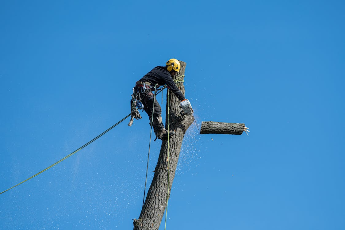 How to Know If Your Tree Needs Help—or Needs to Go 6 How to Know If Your Tree Needs Help—or Needs to Go 6