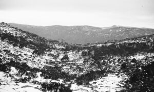 Tas That Was – Mount Field National Park 17