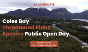 Wildflower Meadow Threatened by Freycinet Parking Lot Plan 5