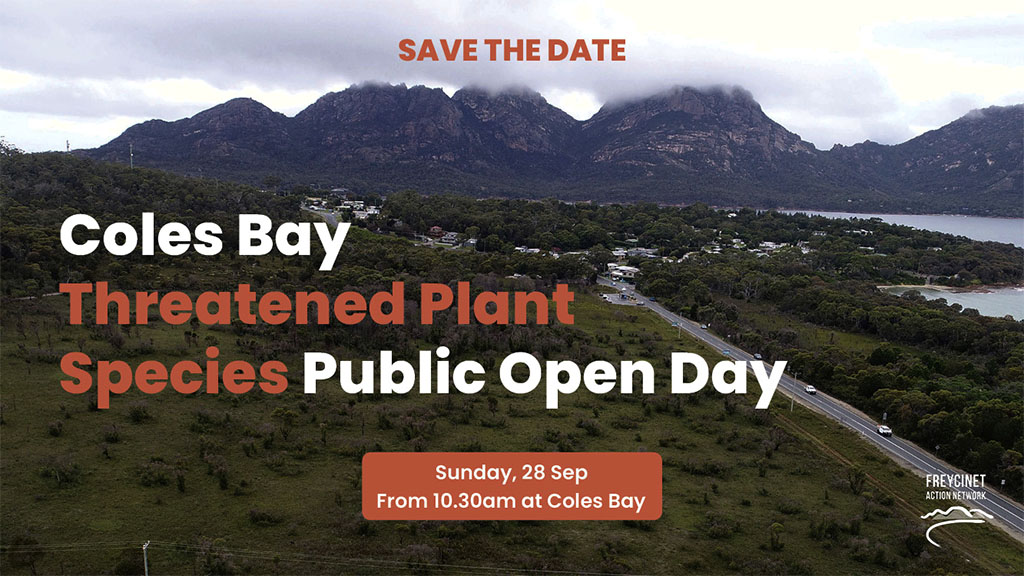 Wildflower Meadow Threatened by Freycinet Parking Lot Plan 5