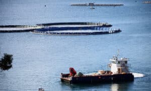Government’s Fake Pause Will Allow Salmon to Die Again 19
