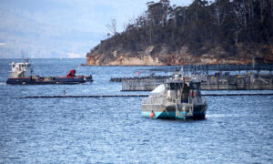 Dolphin Deaths Spark Calls for Salmon Farming Reform 9