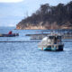 Dolphin Deaths Spark Calls for Salmon Farming Reform 10