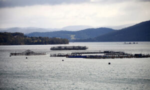 Premier's Salmon 'Crisis' Exposed as Political Stunt 13