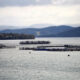 Premier's Salmon 'Crisis' Exposed as Political Stunt 14