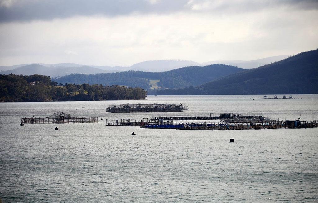 Premier's Salmon 'Crisis' Exposed as Political Stunt 5