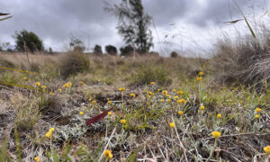 Midlands Native Grasslands Receive $75k Landcare Grant 7