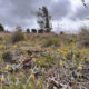 Midlands Native Grasslands Receive $75k Landcare Grant 8