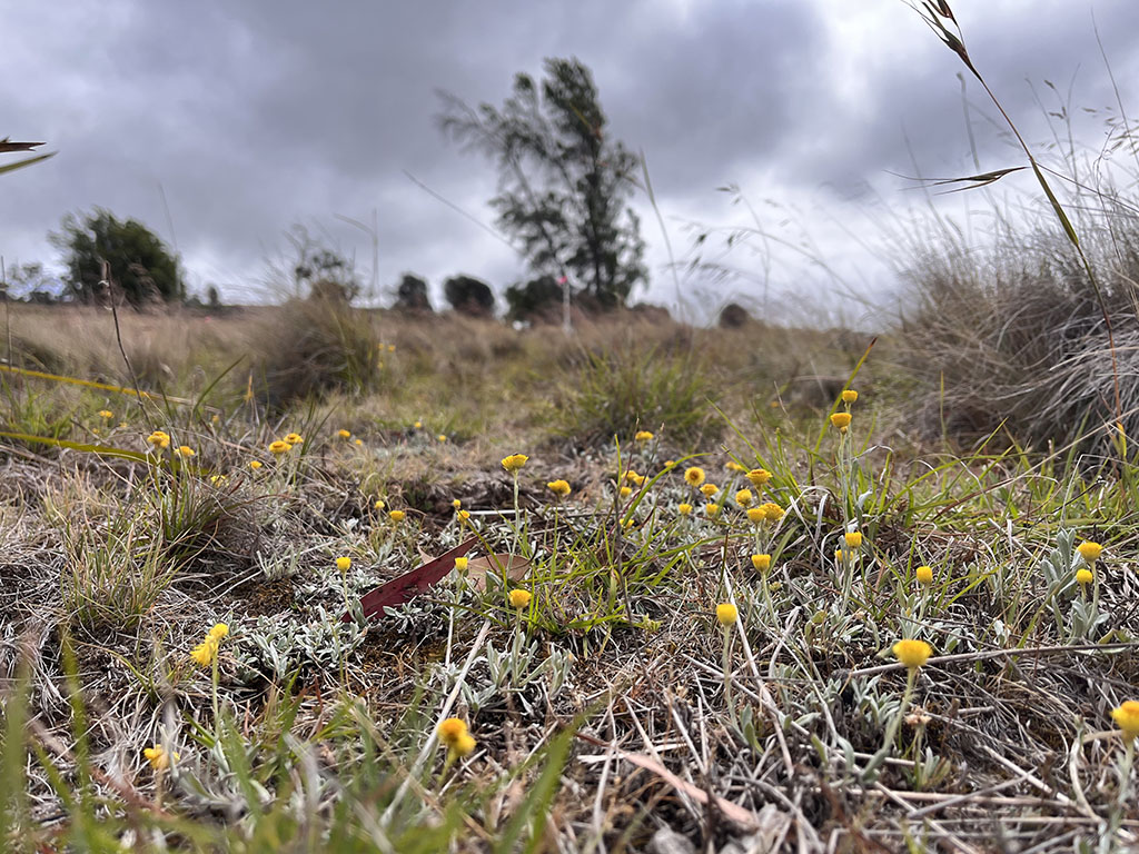 Midlands Native Grasslands Receive $75k Landcare Grant 1