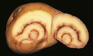 Potato Virus Puts Pressure on Tasmanian Farmers 5