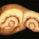 Potato Virus Puts Pressure on Tasmanian Farmers 6