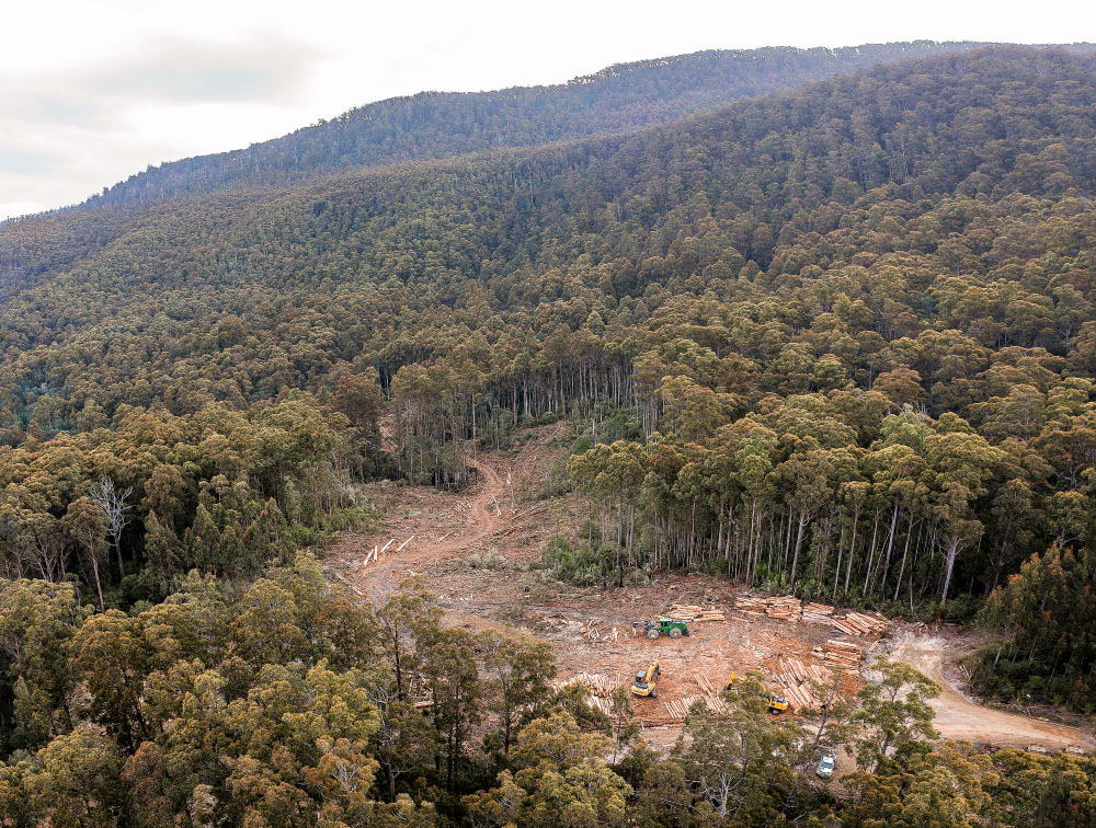 Supreme Court Permanently Stops Logging on Mt Tongatabu 5