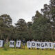 Supreme Court Permanently Stops Logging on Mt Tongatabu 6