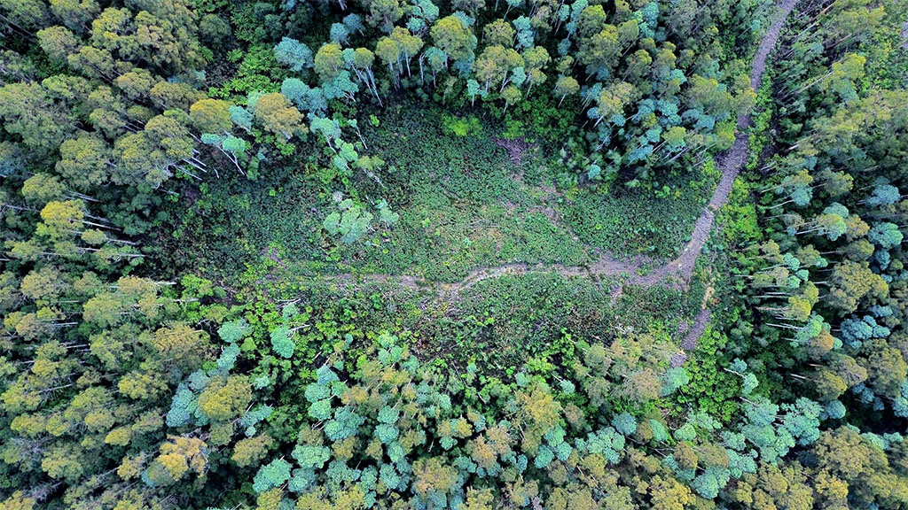 Supreme Court Permanently Stops Logging on Mt Tongatabu 6