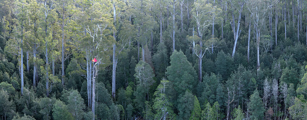 Activists Take a Stand Against Forest Logging 7
