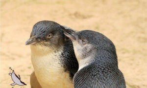 Dirty Jobs, Big Hearts - Help Save Little Penguins 7