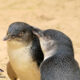 Dirty Jobs, Big Hearts - Help Save Little Penguins 8