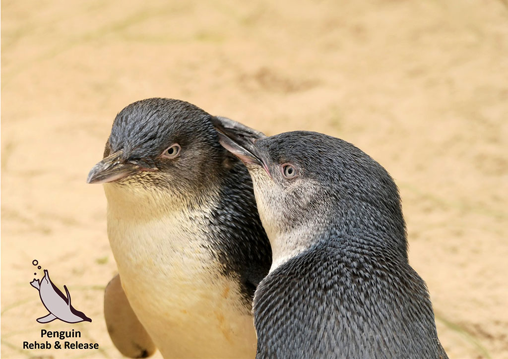 Dirty Jobs, Big Hearts - Help Save Little Penguins 3