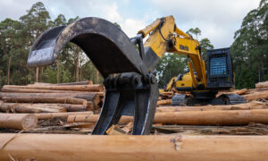 Native Forest Logging Remains Tasmania's Top Emitter 7
