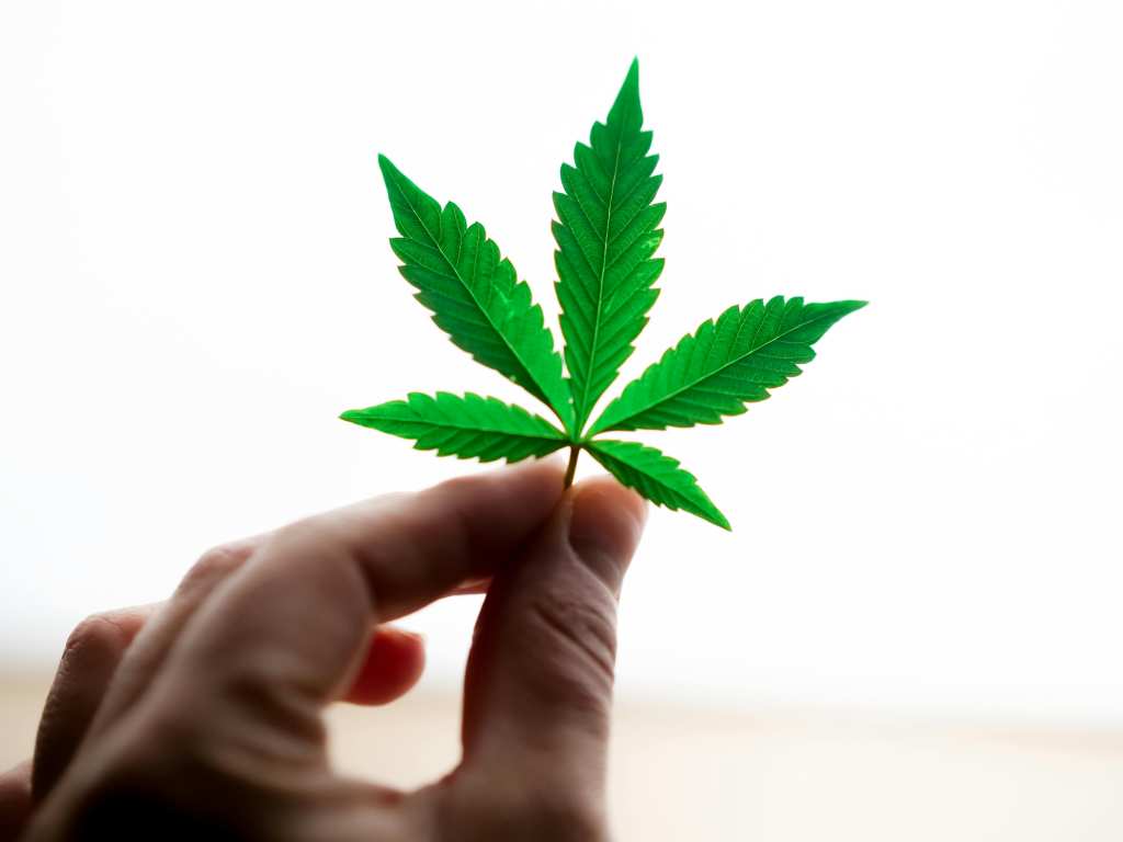 Wholesale Hemp Flower - How Retailers Can Find Quality in a Saturated CBD Market 1 Wholesale Hemp Flower - How Retailers Can Find Quality in a Saturated CBD Market 1
